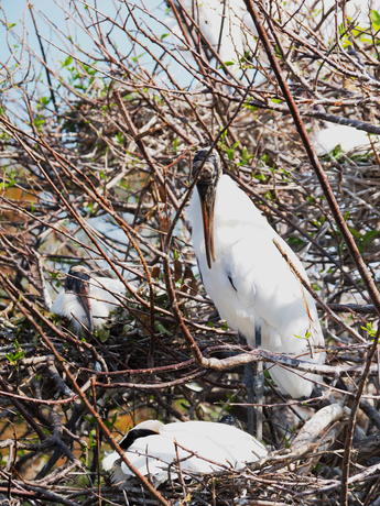 Wood Stork #2