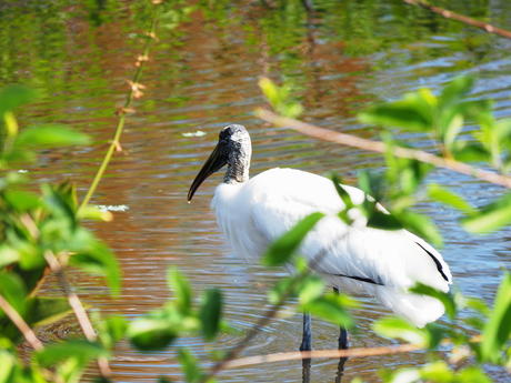 Wood Stork #3