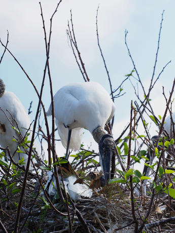 Wood Stork #4