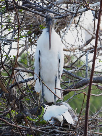 Wood Stork #5