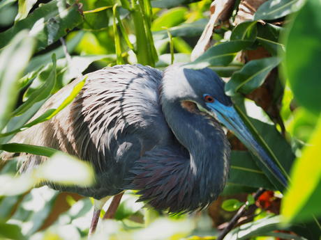 Tricolored Heron #3