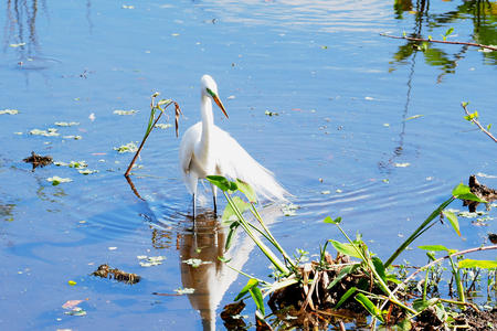 Snowy Egret