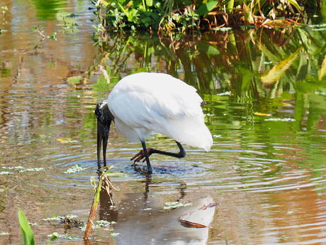 Wood Stork #6