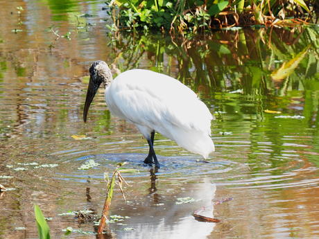 Wood Stork #7