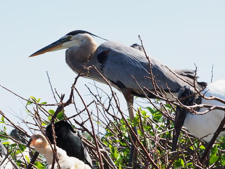 Great Blue Heron