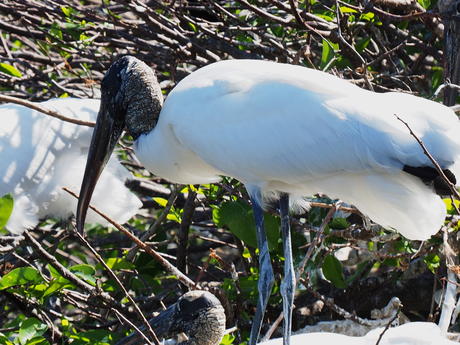 Wood Stork #8