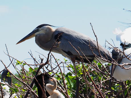 Great Blue Heron #2