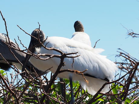 Wood Stork #9