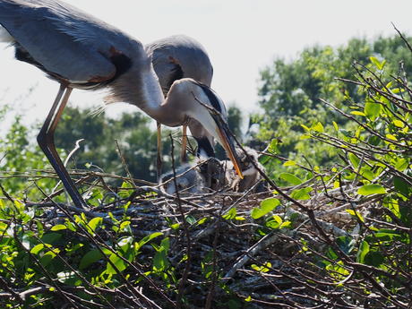 Great Blue Heron and young