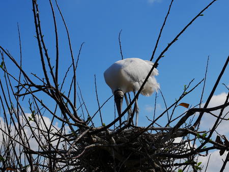 Wood Stork #10