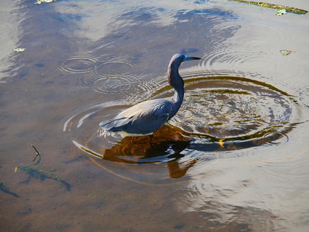 Tricolored Heron #5