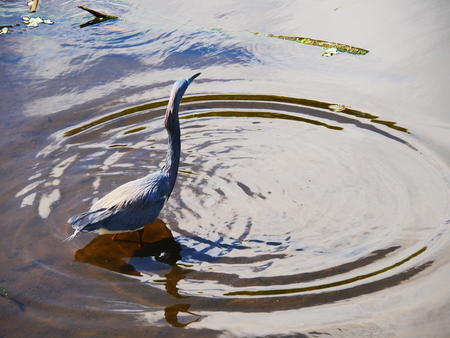 Tricolored Heron #6