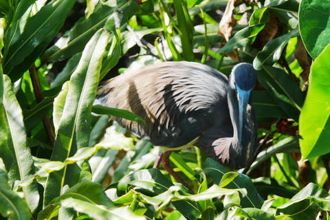 Tricolored Heron #7