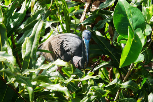 Tricolored Heron #8