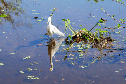 Snowy Egret #3