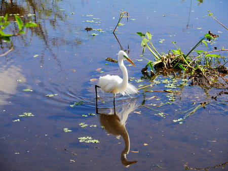 Snowy Egret #4