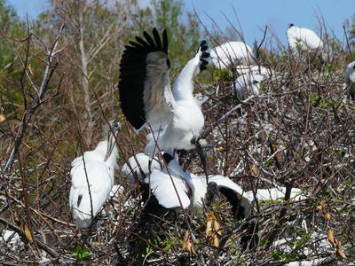 Wood Stork #11