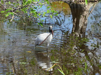 Nest improvement project
