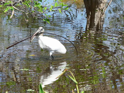 Nest improvement project #2