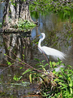 Snowy Egret #5