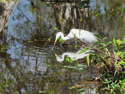 Snowy Egret #6