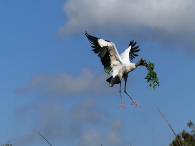 Nest improvement project #3