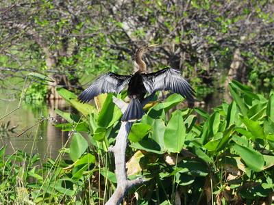 Anhinga #3