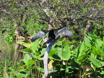 Anhinga #4