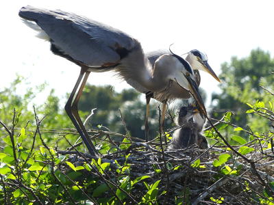 Great Blue Heron and young #15