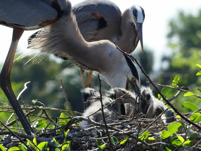 Great Blue Heron and young #21