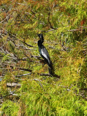 Anhinga #5