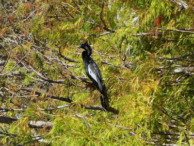 Anhinga #6