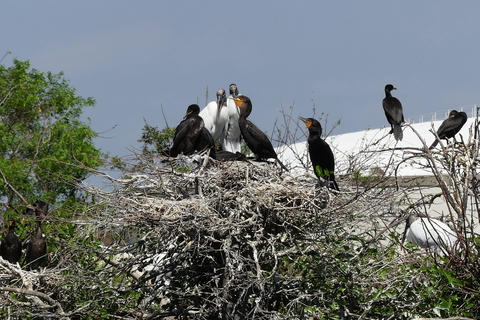Wood Storks and Common Moorhen