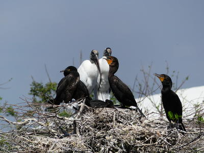 Wood Storks and Common Moorhen #2