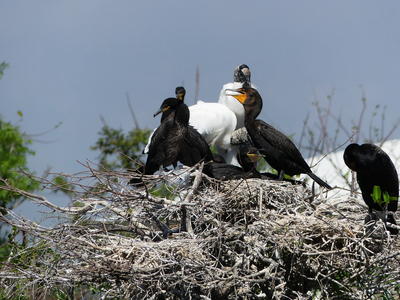Wood Storks and Common Moorhen #3