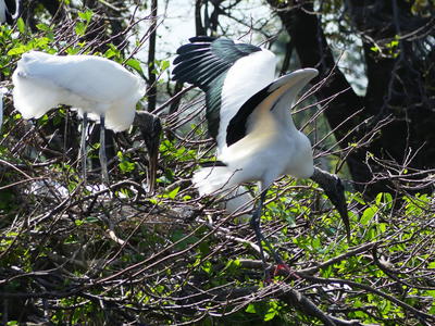 Wood Stork #13