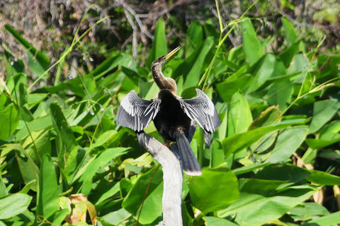 Anhinga #7