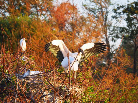 Wood Stork #15