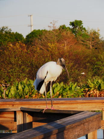 Wood Stork #16