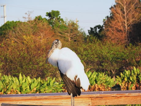 Wood Stork #17