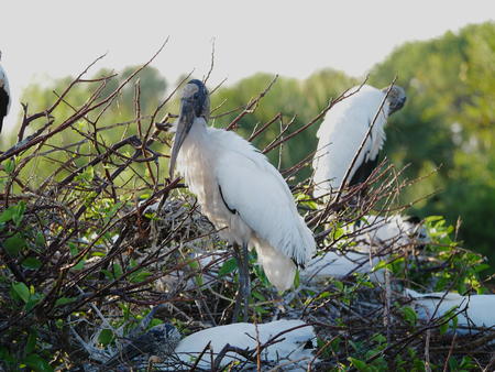Wood Stork #20