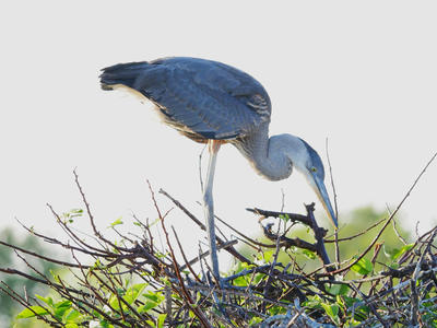 Tricolored Heron #9