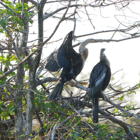 Anhinga #9