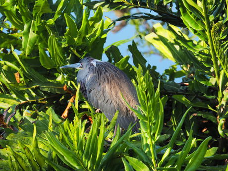 Tricolored Heron #10