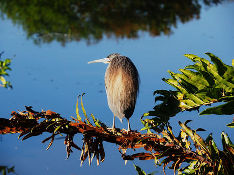 Reddish Egret #2
