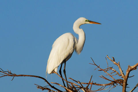 Great Egret