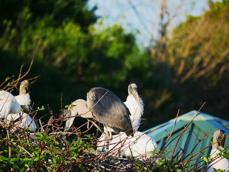 Wood Stork #21