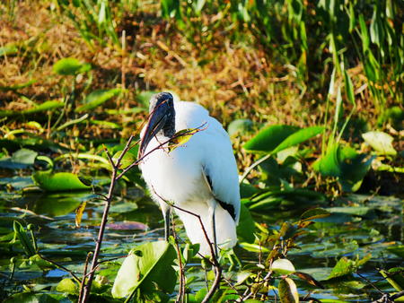 Wood Stork #22