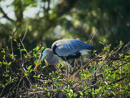 Great Blue Heron #3