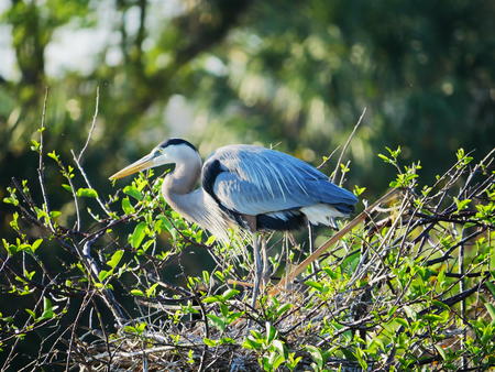 Great Blue Heron #4